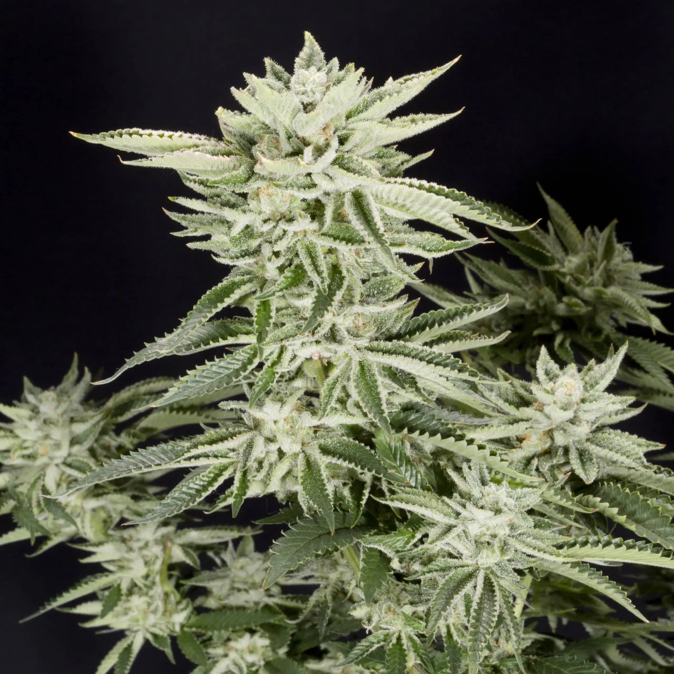 Sherbet | Elev8 Seeds | FEM Photoperiod Seeds