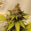 Honey Pot Genetics - The Slurrazil - Reg Photo 10 Pack - Image 2