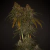 Honey Pot Genetics - The Slurrazil - Reg Photo 10 Pack - Image 3