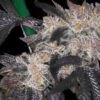 SIN CITY SEEDS - SPIKED PUNCH STRAIN - REG PHOTO - 15 PACK - Image 2