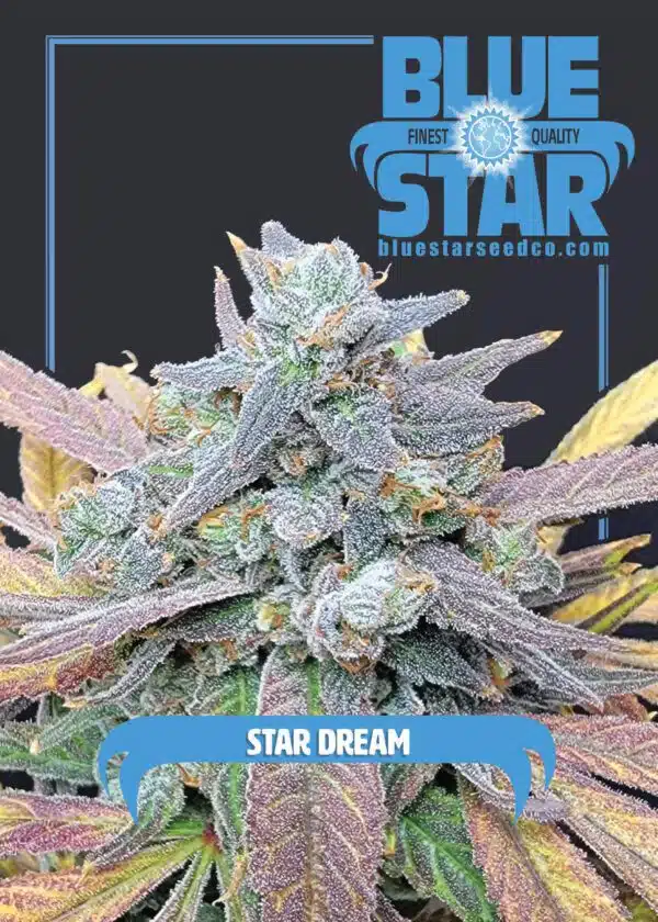 Star Dream | Blue Star Seed Co | FEM Photoperiod Seeds