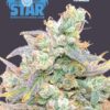 Blue Star Seed Co – Star Dream Strain – Fem Photo – 4 Pack - Image 2