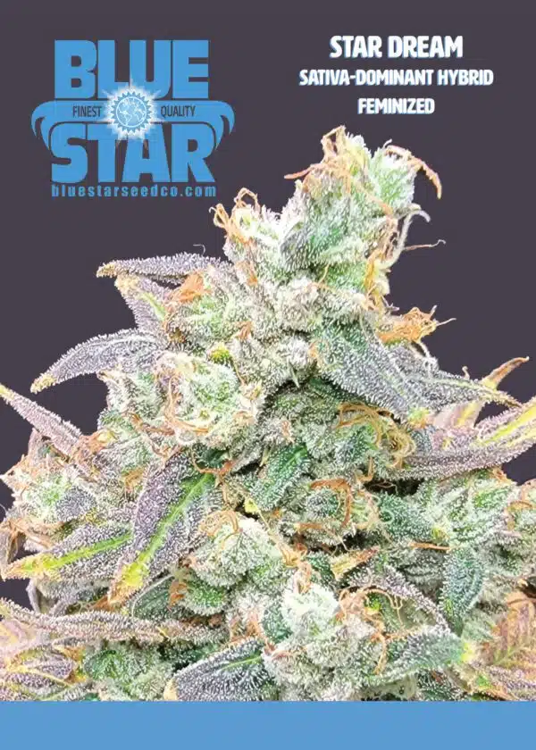 Star Dream