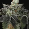 Twenty20 Mendocino – Sugar & Spice Strain – Fem Photo - Image 2