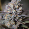 SIN CITY SEEDS - TANGERINE SIN MINT STRAIN - REG PHOTO - 15 PACK - Image 2