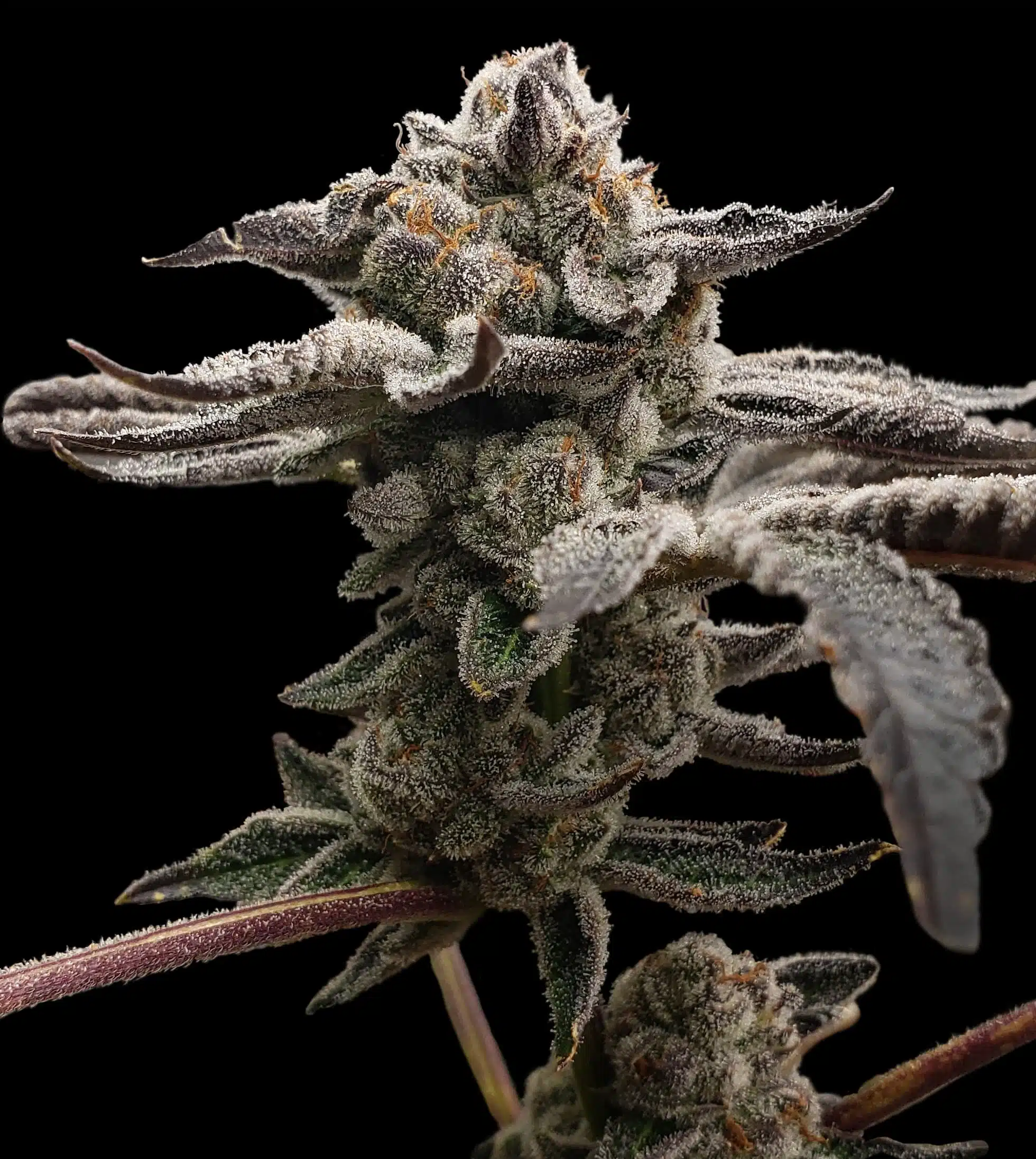 Tangie Candie | Elev8 Seeds | FEM Photoperiod Seeds