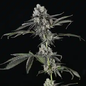 MOSCA SEEDS - TRES GRAPES SKY STRAIN - AUTO FEM - 5 PACK