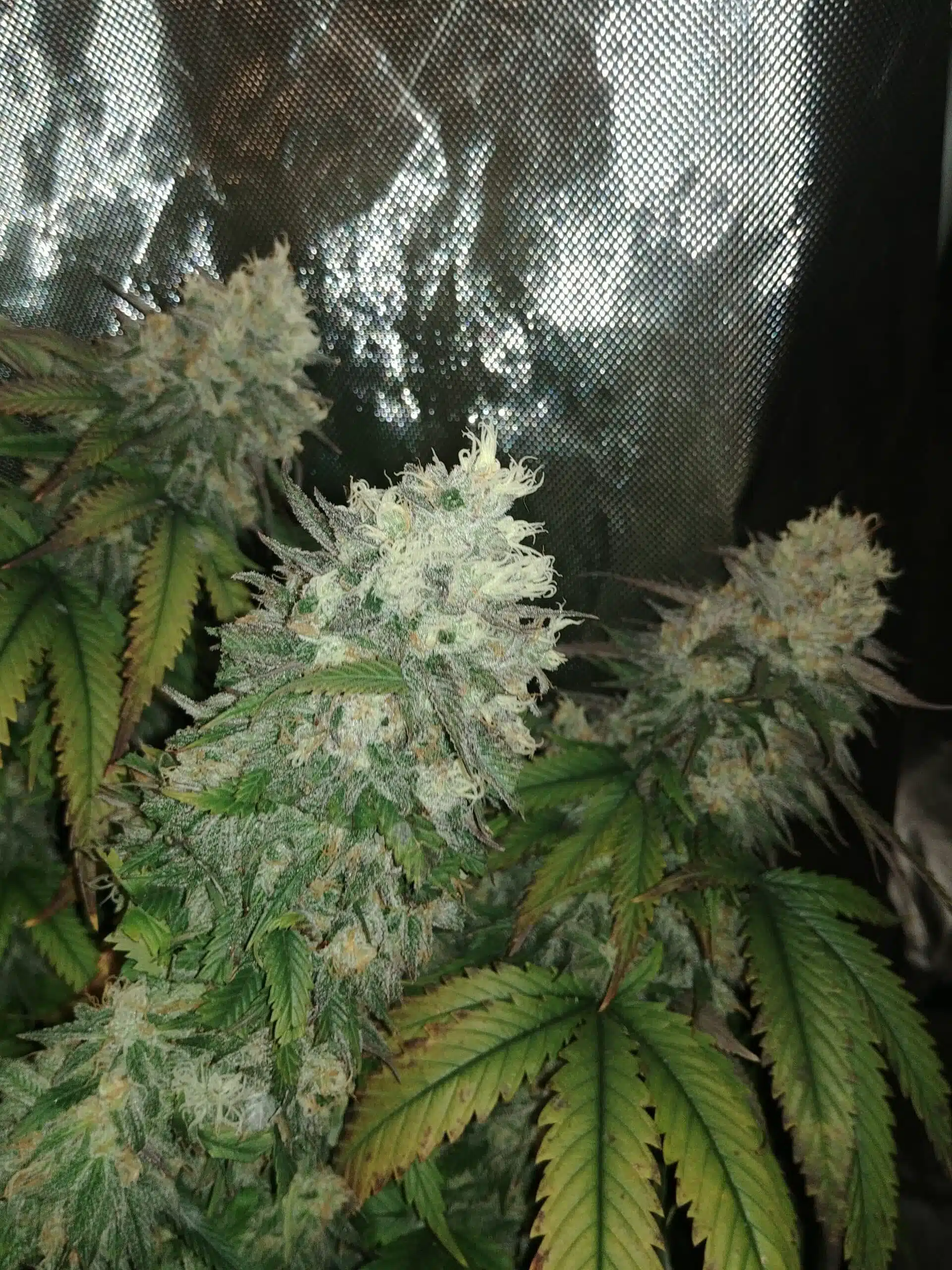 True Spirit | Dimebag Seed Co | REG Photoperiod Seeds