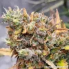 TASTEBUDZ - VANILLA FROSTING STRAIN - FEM AUTO - Image 4