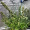 Tastebudz – Vanilla Frosting Strain – Fem Photo - Image 2