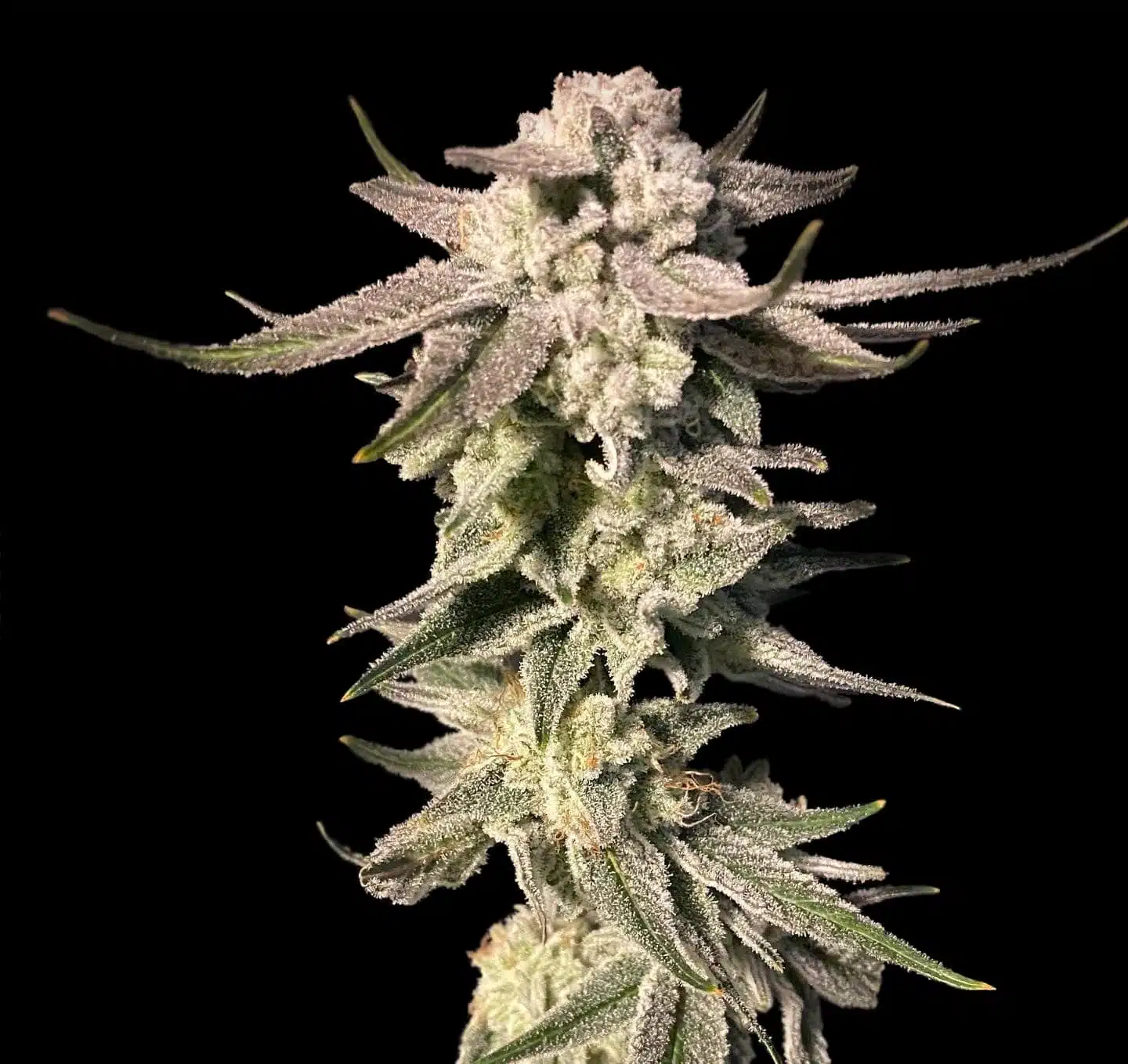 White Blizzard | Elev8 Seeds | FEM Photoperiod Seeds