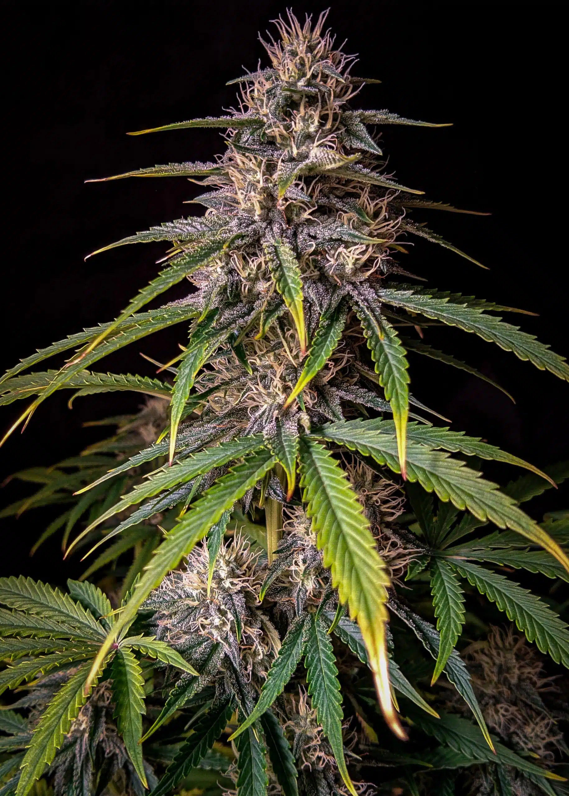 Alien Vs Triangle Auto | Mephisto Genetics | FEM Autoflower Seeds
