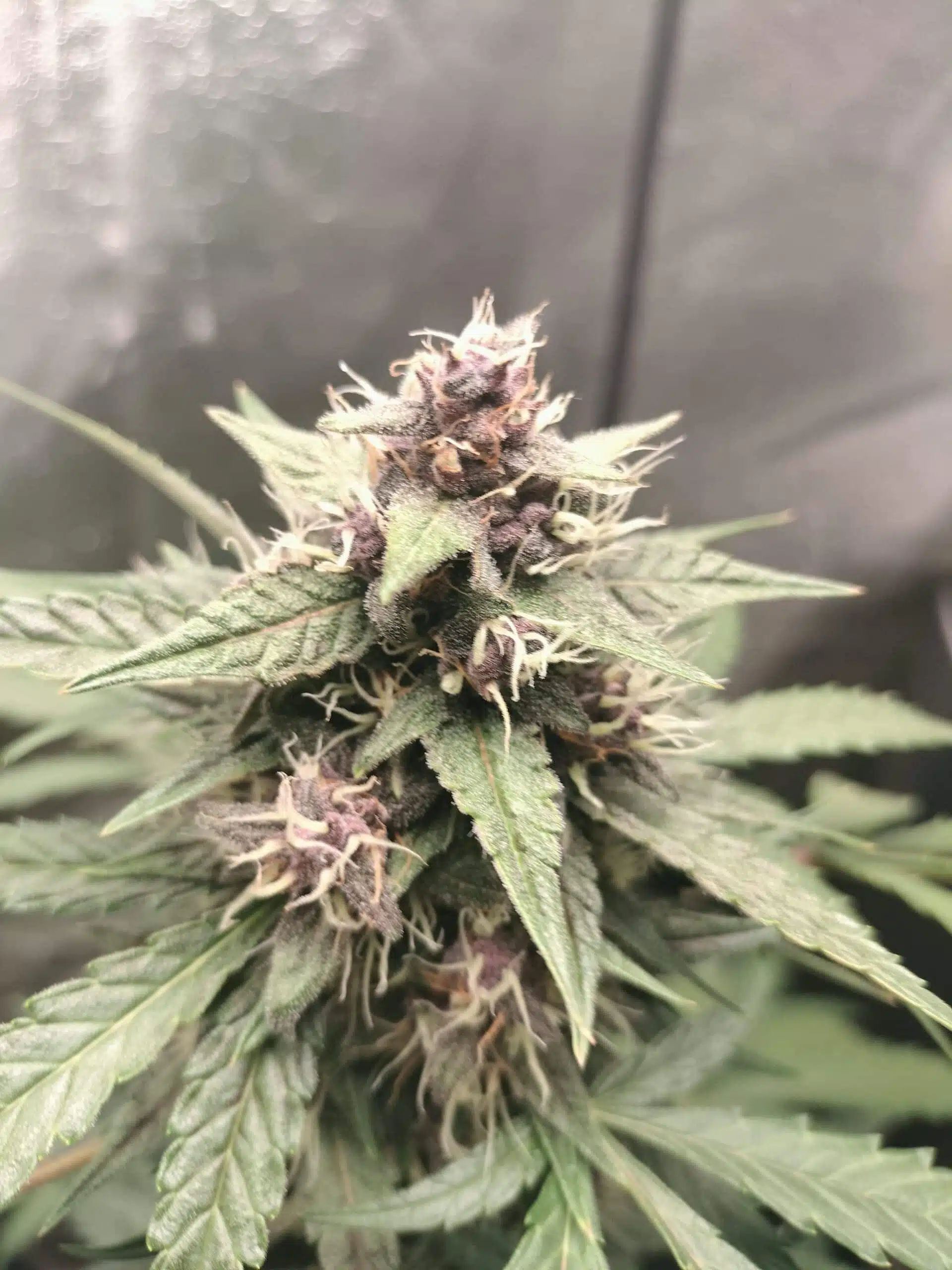 Alien Cake Auto | 3rdShiftGenetics | FEM Autoflower Seeds