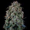 MEPHISTO GENETICS - ALIEN VS TRIANGLE STRAIN - AUTO FEM - 3 PACK - Image 4