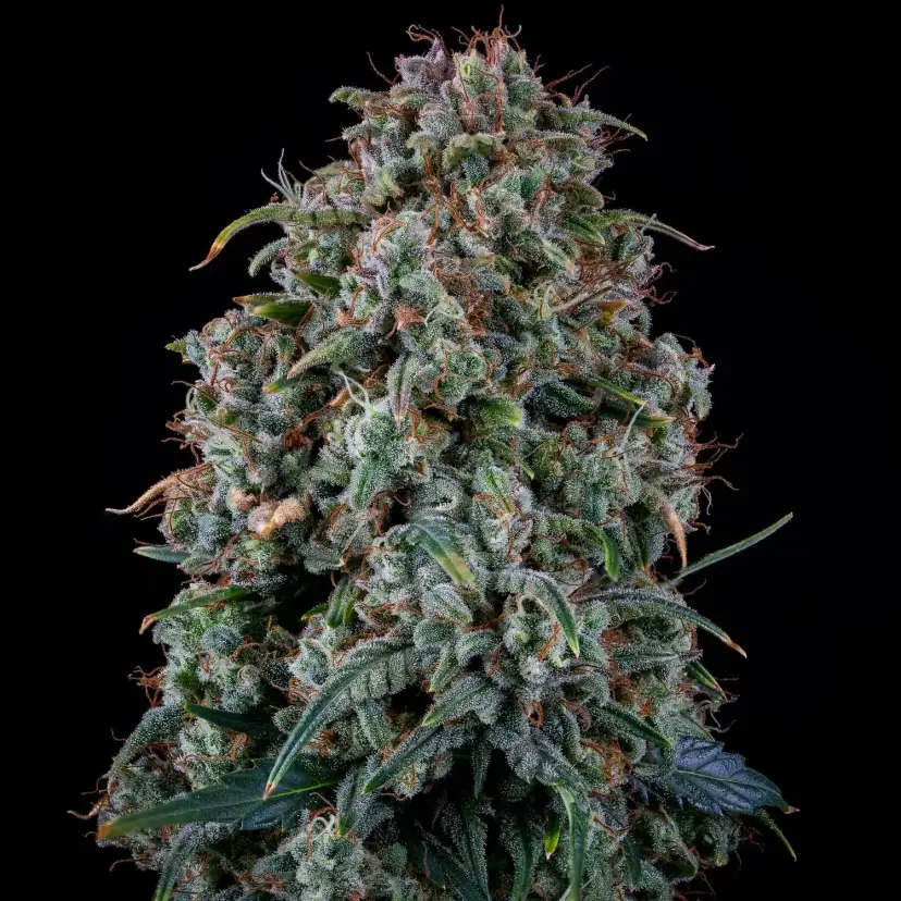 Alien Vs Triangle Auto