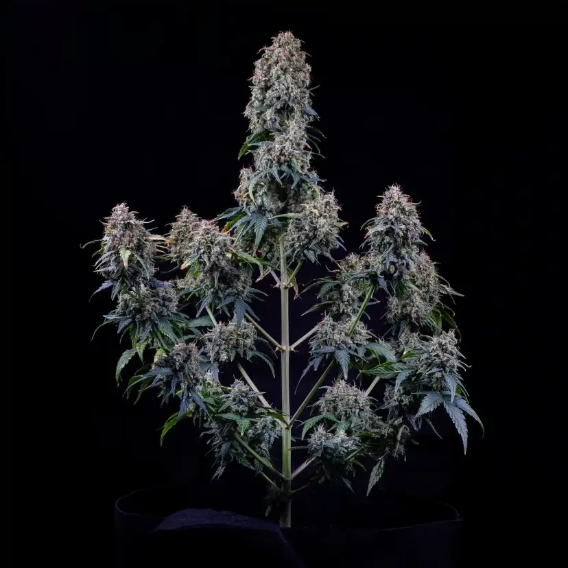 Alien Vs Triangle Auto