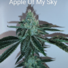 Spaceman Seed Co – BOGO Apple of My Sky Strain – Fem Photo – 7 Pack - Image 2