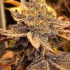 Goat Genetics – Bahama Gushers – Photo Fem 5 pack - Image 3