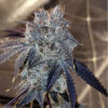 Goat Genetics ? Bahama Runtz ? Photo Fem 5 Pack - Image 2