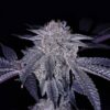 Goat Genetics ? Bahama Runtz ? Photo Fem 5 Pack - Image 3