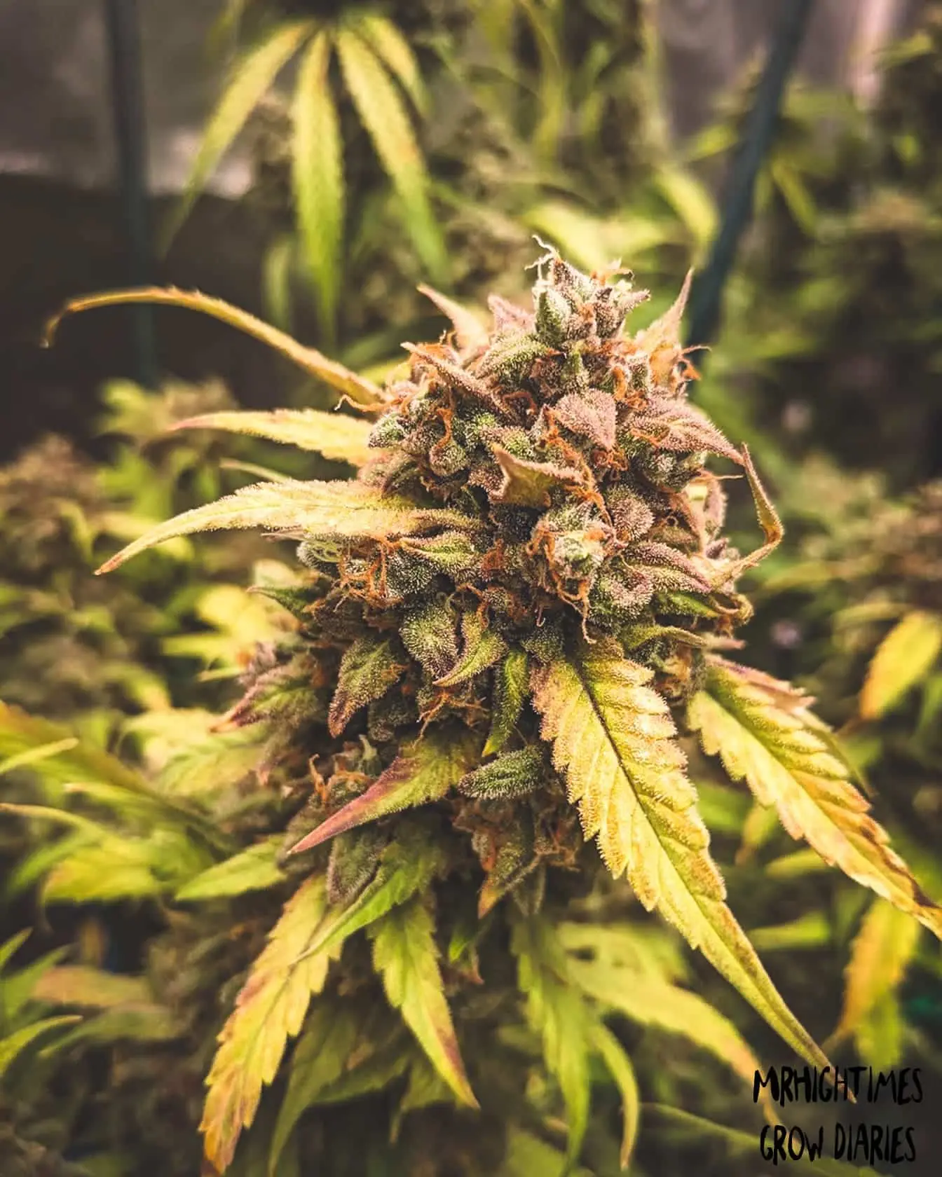 Bear Assed Monkey Auto | Mephisto Genetics | FEM Autoflower Seeds