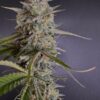 Kindway Farms – Big D Boogie Woogie Strain – Fem Photo 5 Pack - Image 2