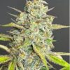 Kindway Farms – Big D Boogie Woogie Strain – Fem Photo 5 Pack - Image 3