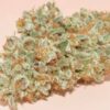 Kindway Farms – Big D Boogie Woogie Strain – Fem Photo 5 Pack - Image 4