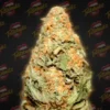 Tastebudz – Biscotti 33 Strain – Fem Auto - Image 2