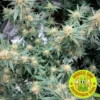 Supernatural Seeds – Biscotti Lime Strain – Fem Photo - Image 4