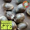 Supernatural Seeds – Biscotti Lime Strain – Fem Photo - Image 2