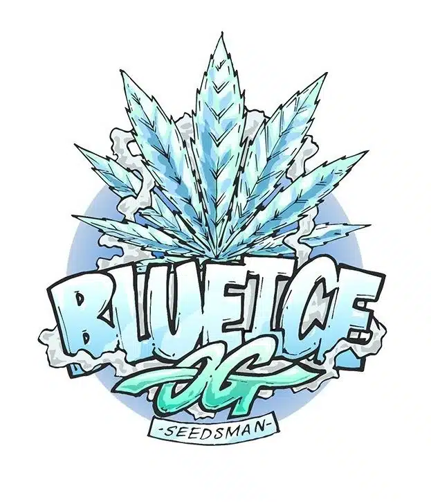 SEEDSMAN - BLUE ICE OG STRAIN - FEM PHOTO