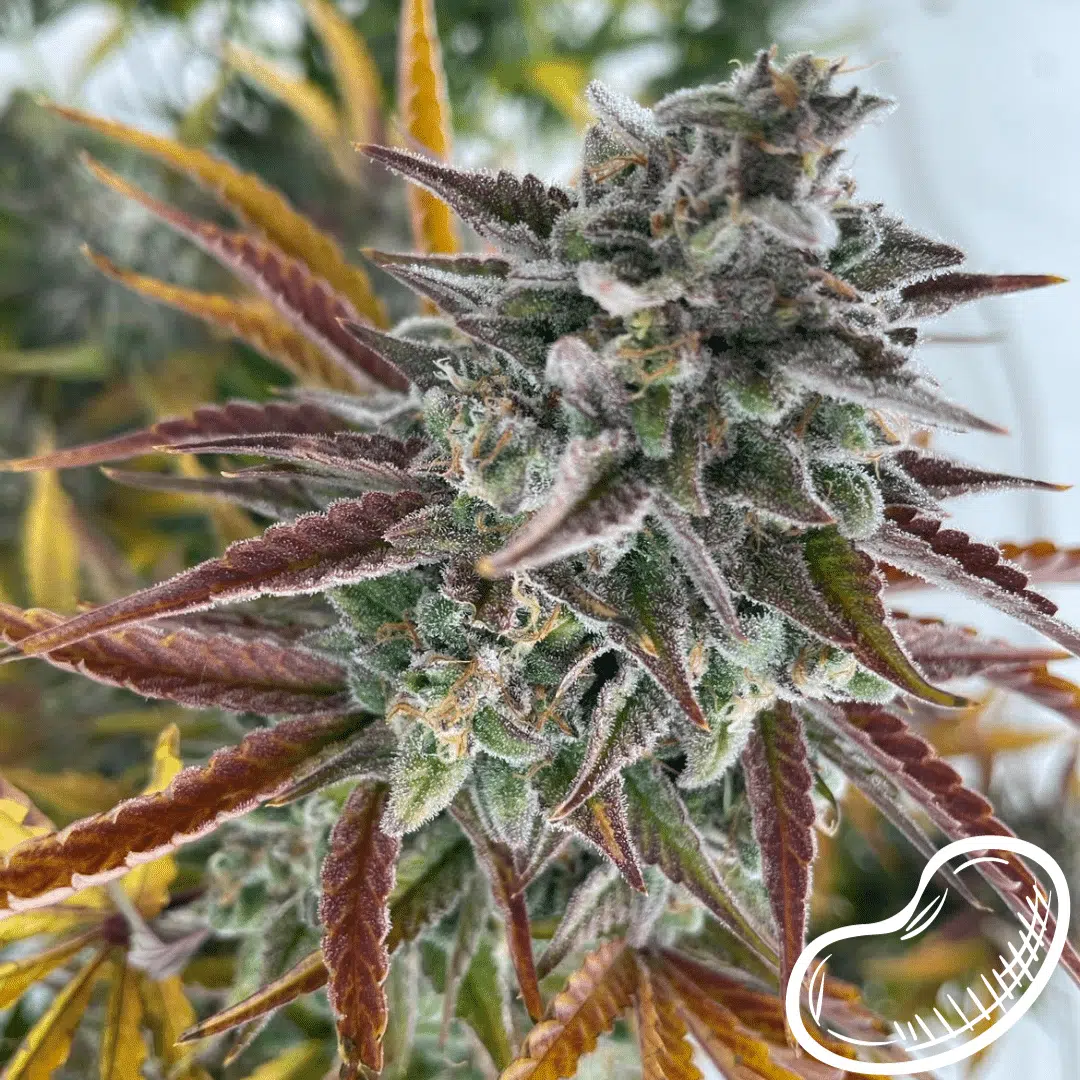 Blue Lemonade Auto | Butter Bean Birdseed | FEM Autoflower Seeds