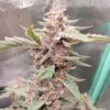 3rdShiftGenetics – Cake Pops F5 Strain – Fem Auto - 3 Pack - Image 4