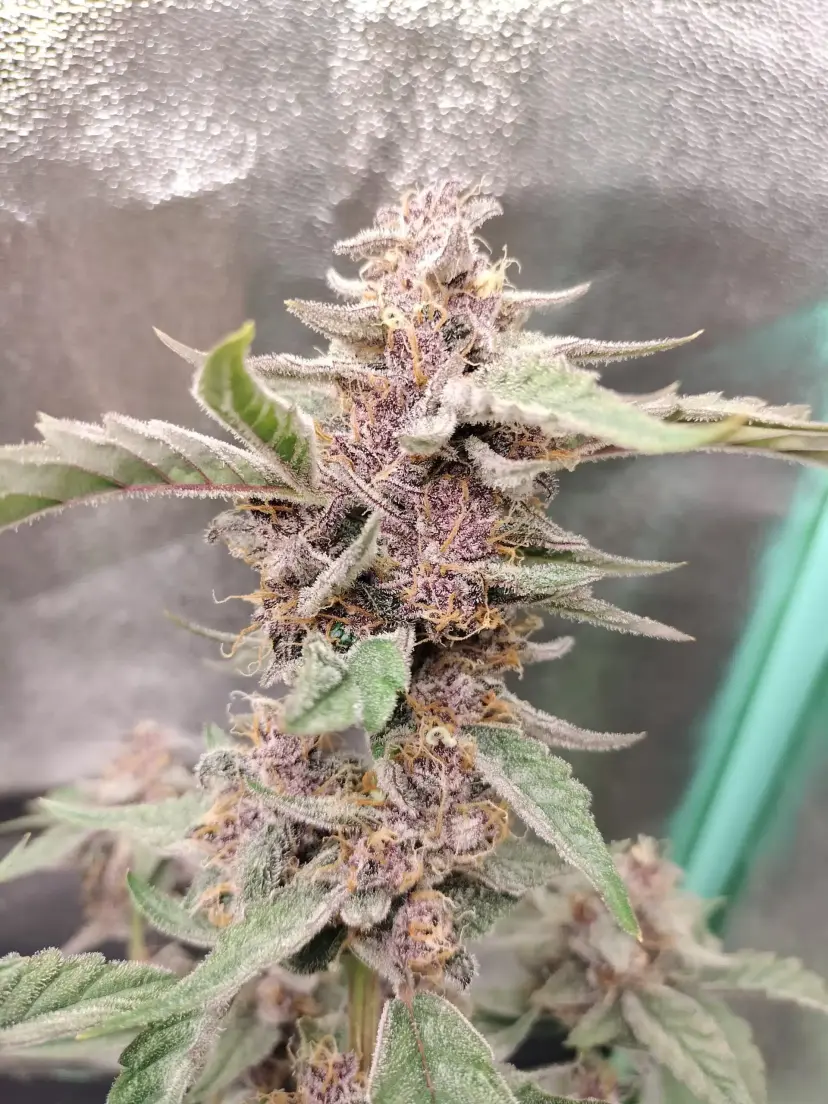 Cake Pops F5 Auto