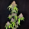 3rdShiftGenetics – Cake Pops F5 Strain – Fem Auto - 3 Pack - Image 2