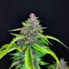 3rdShiftGenetics – Cake Pops F5 Strain – Fem Auto - 3 Pack - Image 3