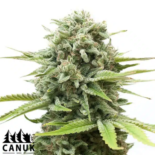 Cheese Auto | Canuk Seeds | FEM Autoflower Seeds