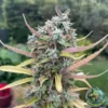 Tastebudz – Cherry Cheesecake Strain – Fem Auto - Image 2