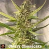 Tastebudz – Cherry Cheesecake Strain – Fem Auto - Image 3