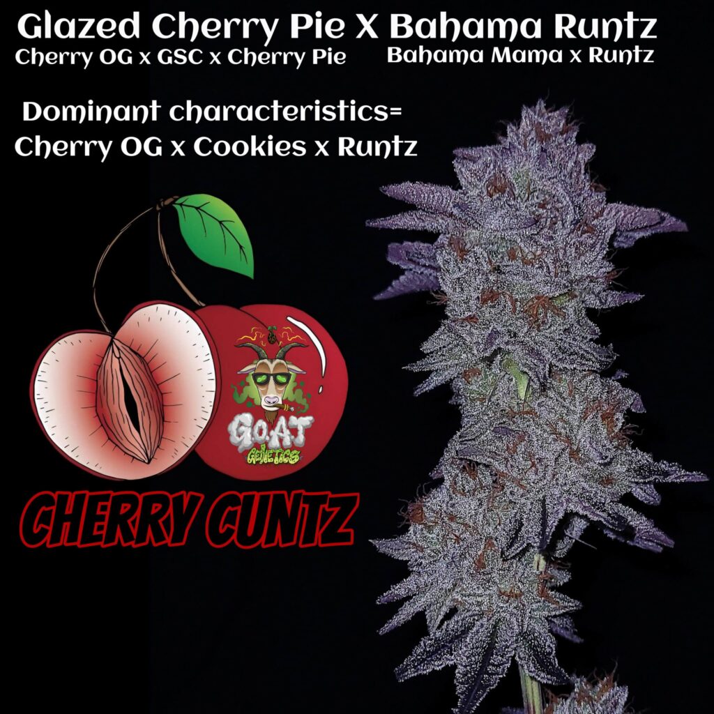 Cherry Cuntz | Goat Genetics | FEM Photoperiod Seeds