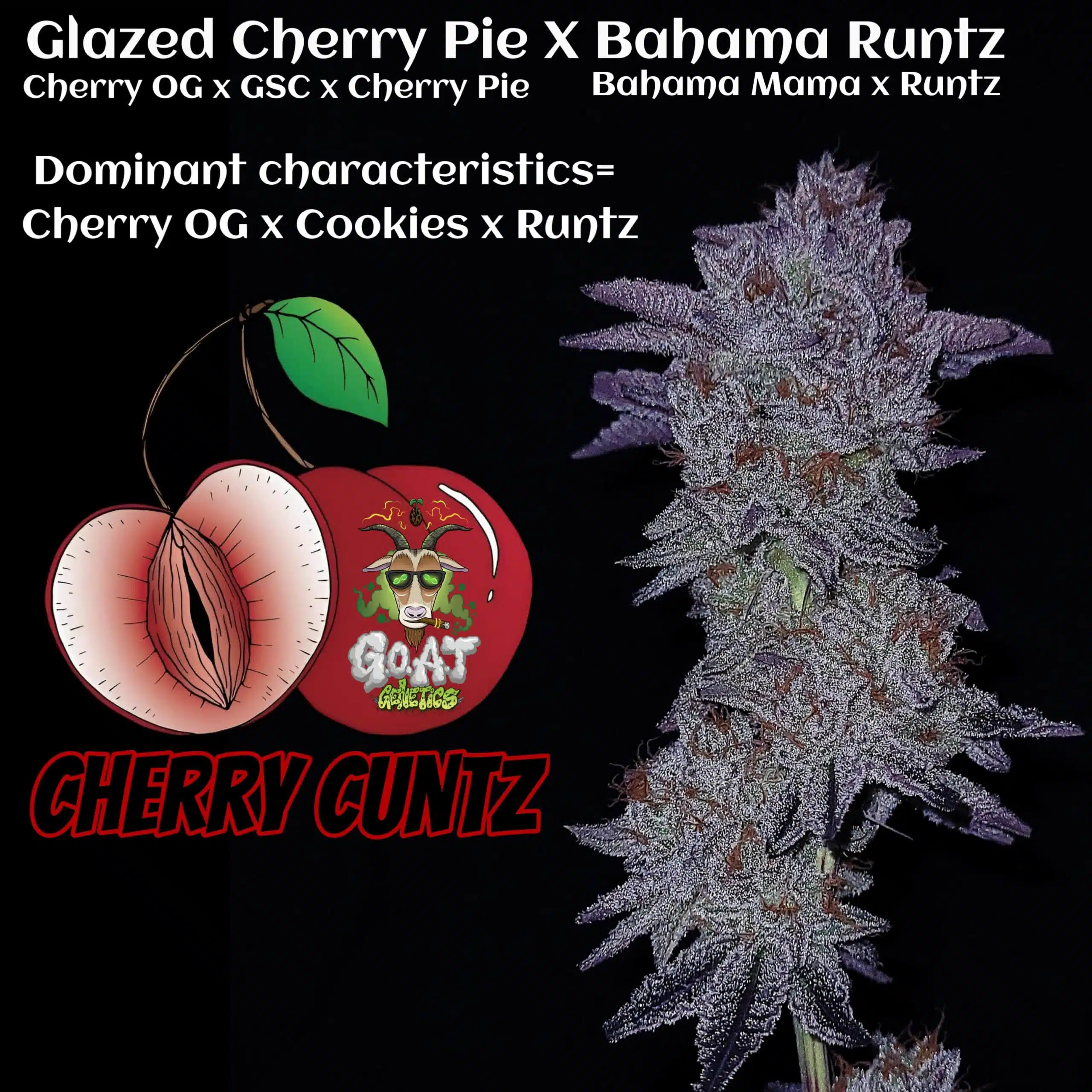 Cherry Cuntz | Goat Genetics | FEM Photoperiod Seeds