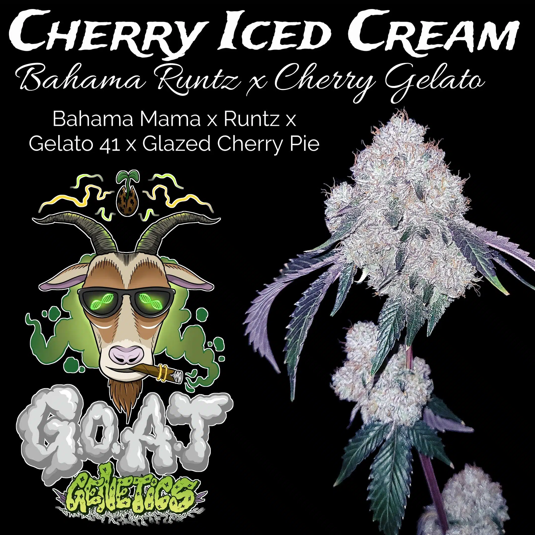 Cherry Iced Cream | Goat Genetics | FEM Photoperiod Seeds