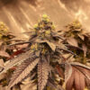 Goat Genetics – Cherry Iced Cream – Photo Fem 5 Pack - Image 3