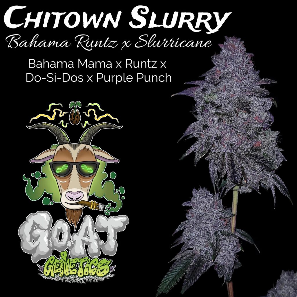 Chitown Slurry | Goat Genetics | FEM Photoperiod Seeds