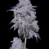 Goat Genetics ? Chitown Slurry ? Photo Fem 5 Pack - Image 2