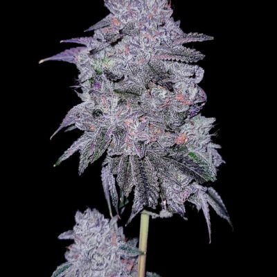 Goat Genetics – Chitown Slurry – Photo Fem 5 Pack - Image 2