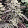 Goat Genetics ? Chitown Slurry ? Photo Fem 5 Pack - Image 3