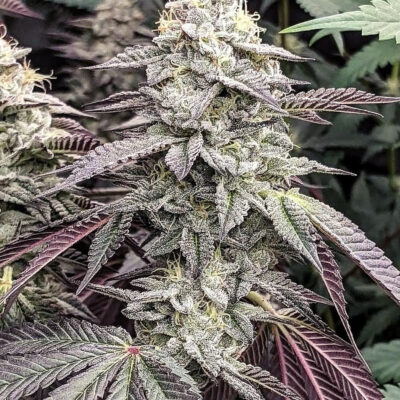 Goat Genetics – Chitown Slurry – Photo Fem 5 Pack - Image 3