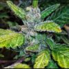 Hooligan Farming Supplies – Compound B Strain – Fem Auto 3 Pack - Image 2